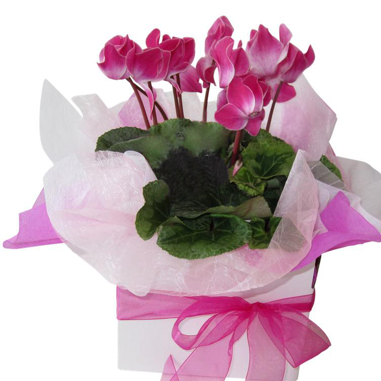 cyclamen%20plant%20auckland, 