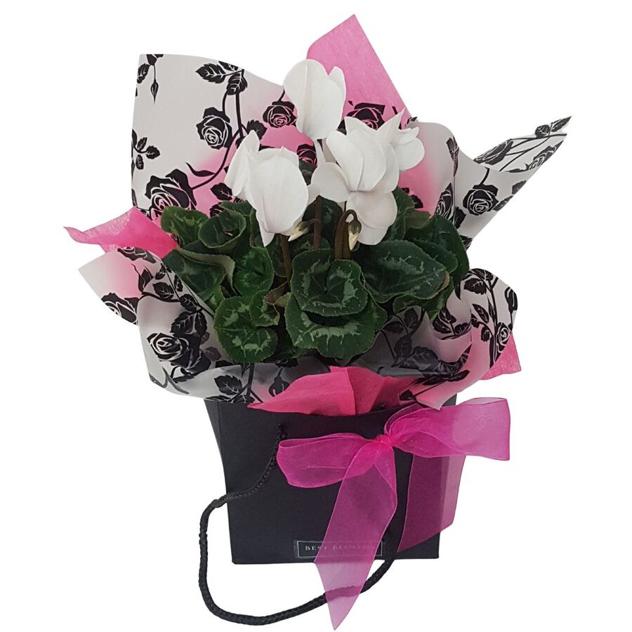 Cyclamen plant gift Auckland delivery