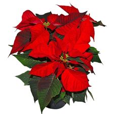 Holly or poinsettia is the birth flower for December