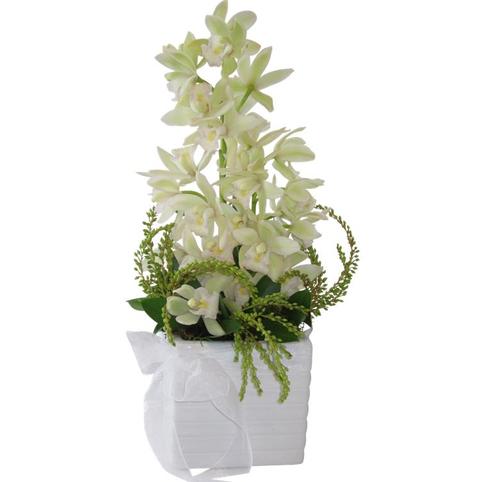 arrangement%20of%20orchids%20in%20ceramic%20pot, 