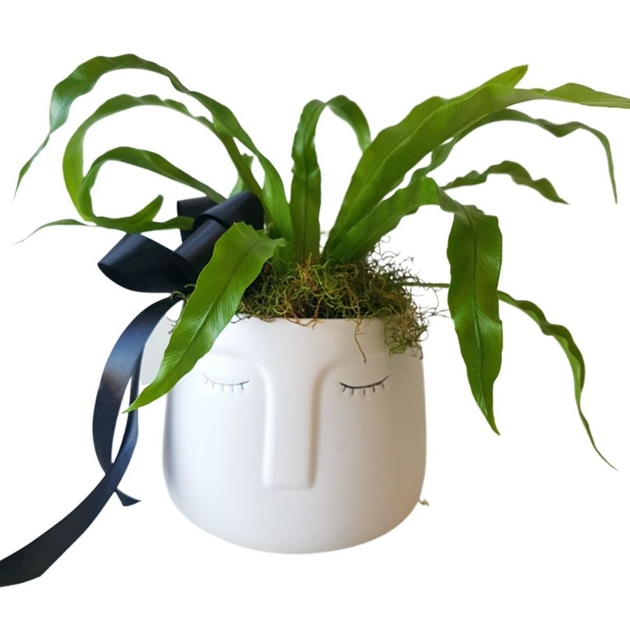 Living green plant gift in ceramic pot
