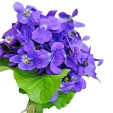 Violet is February's birth flower