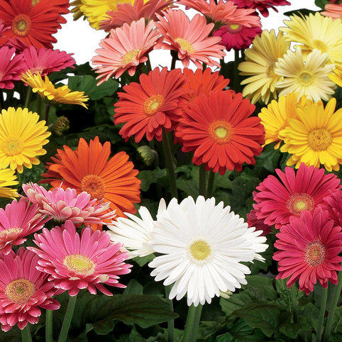 Gerbera Plants in different colours. , 