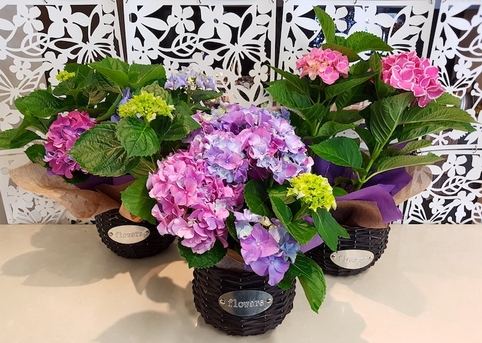 flowering hydrangea plants auckland