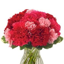 Red carnation representing January birth flowers and garnet colour inspiration