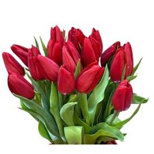 Red tulip representing July birth flowers