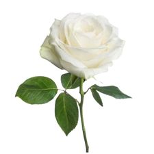 White rose representing June birth flowers and pearl colour inspiration