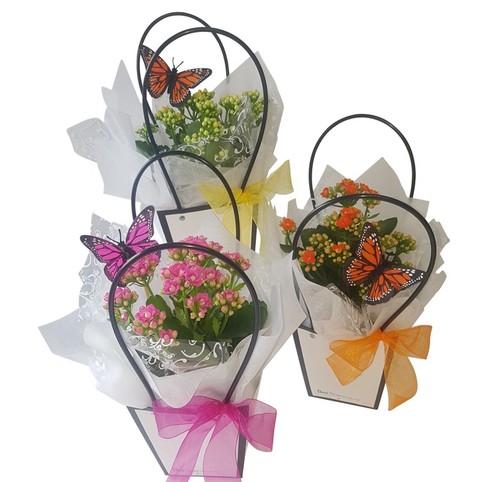 Kalanchoe Plant Gift. Bright kalanchoe flowers and keepsake butterfly gift package. Delivered Auckland NZ., 