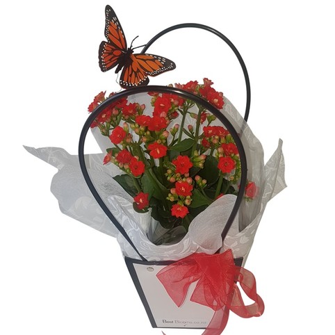 Kalanchoe Plant Gift. Bright kalanchoe flowers and keepsake butterfly gift package. Delivered Auckland NZ.