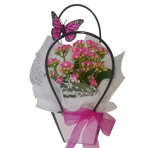 pink kalanchoe plant and butterfly gift.