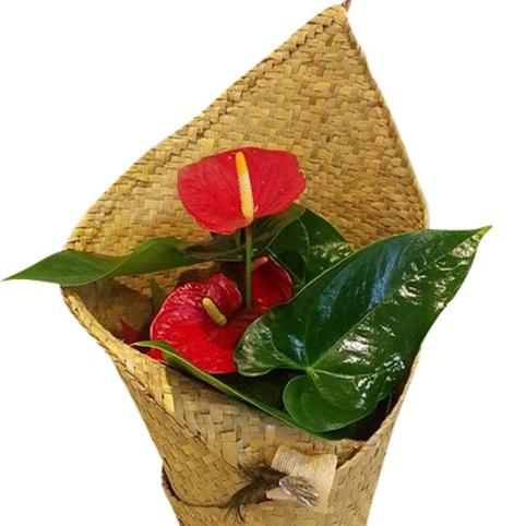 anthurium in kete flax wrap delivered in Auckland New Zealand