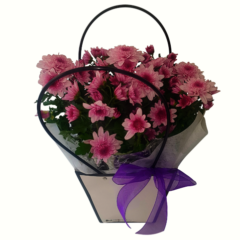 pink flowering chryssie plant in gift bag