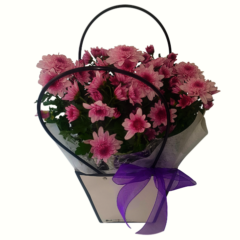 Gift Wrapped Chrysanthemum Plant chrysanthemums pot plant