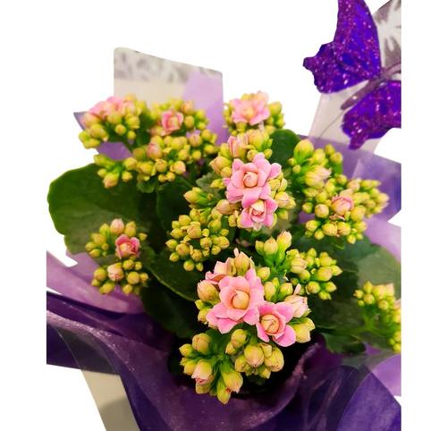 Kalanchoe Plant with Butterfly pink kalanchoe plant