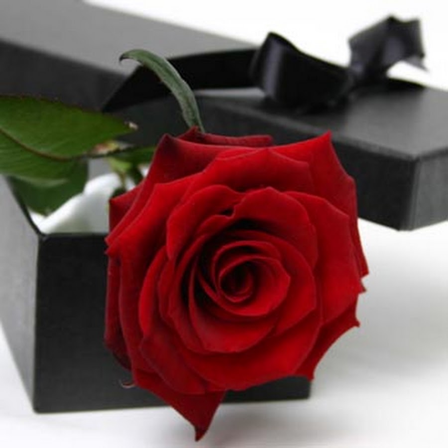 Single Red Rose in a Gift Box Single Red Rose in a Gift Box Auckland
