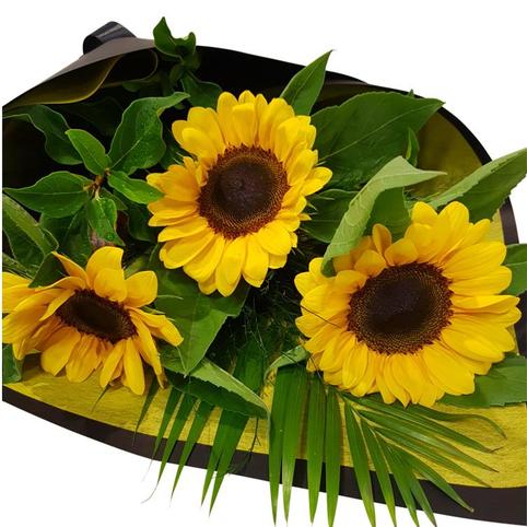 Sunflower and More Sunflowers Auckland