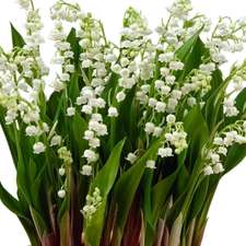 Lily of the Valley is May's birth flower