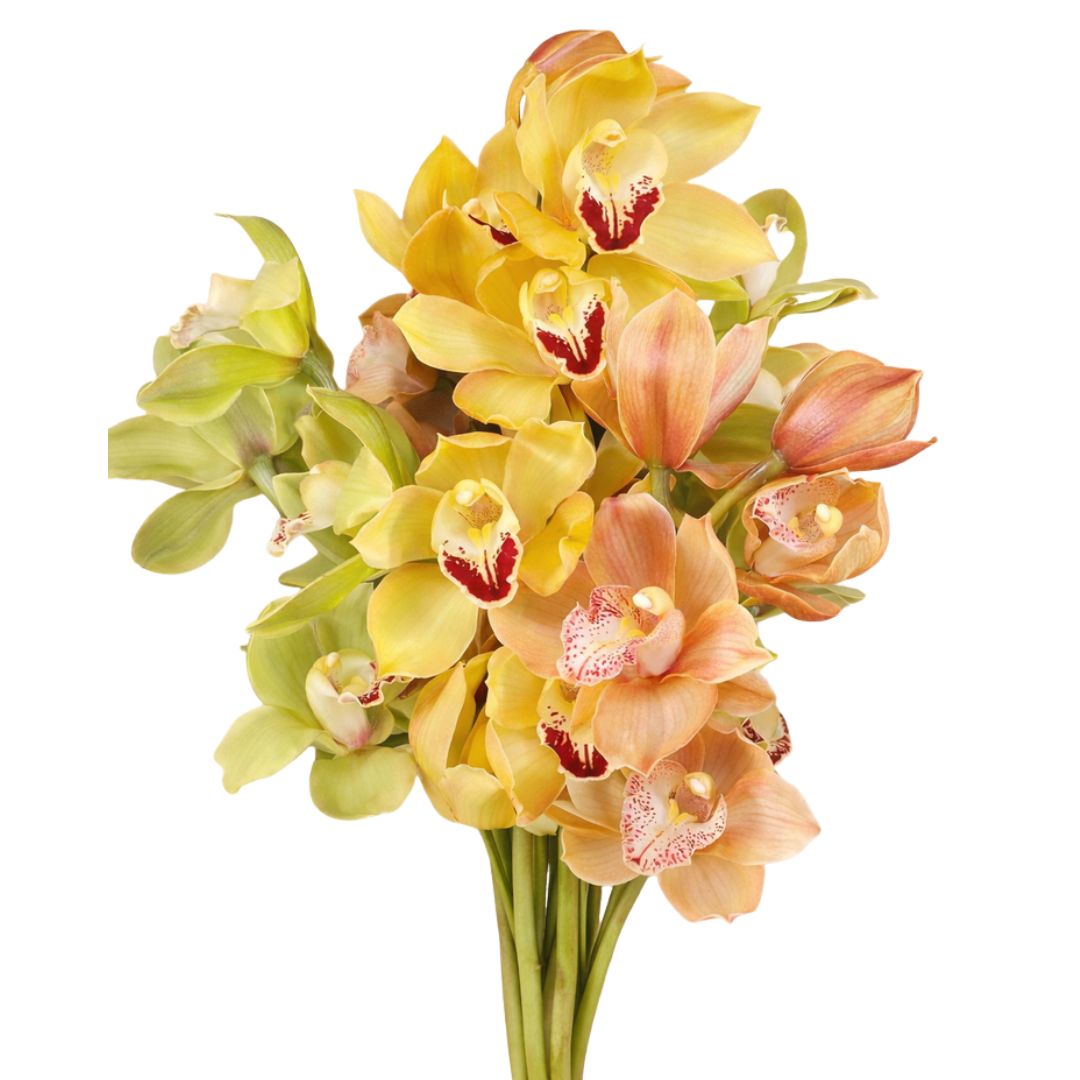 Cymbidium orchid flowers in season during winter in New Zealand