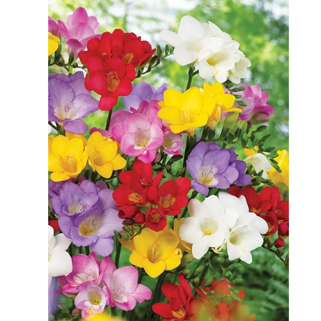 Freesia flowers for fragrant winter bouquets