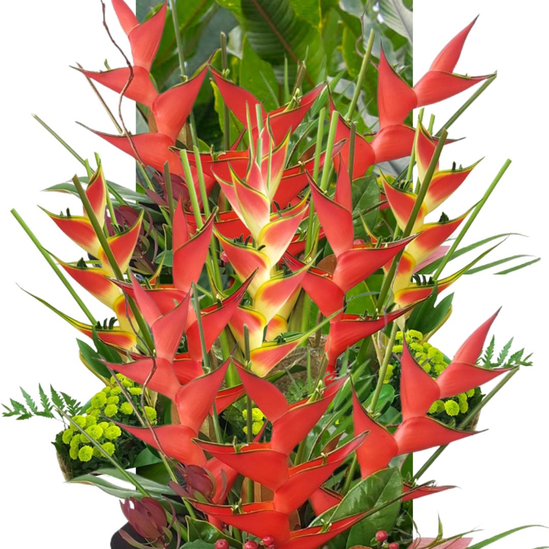 Tropical heliconia flower for colourful winter arrangements