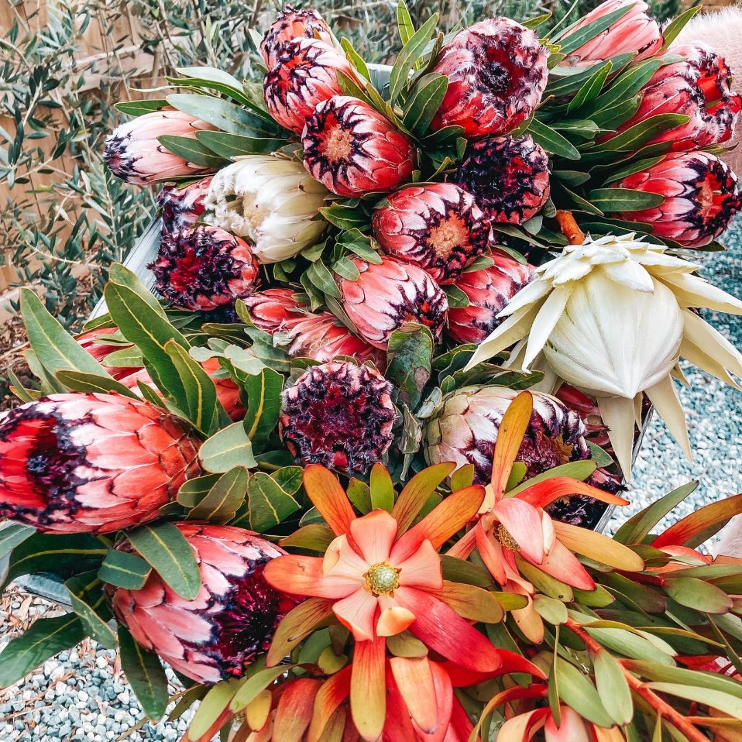 Protea flower used in winter floral arrangements