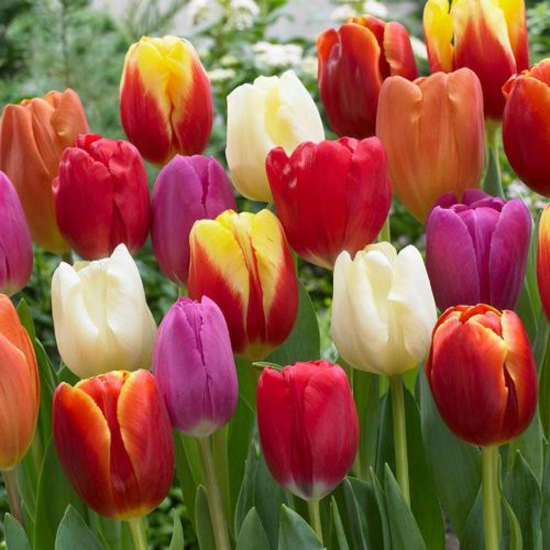 Tulips and spring bulbs available during winter in New Zealand