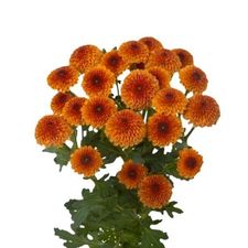 Chrysanthemum is the birth flower for November