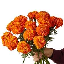 Calendula or marigold is the birth flower for October