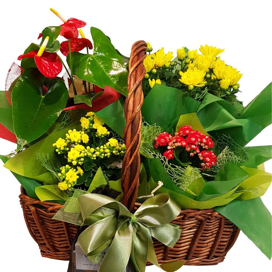 Deluxe Plant Basket Free Flower Delivery Auckland