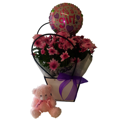 affordable new baby gift with living house plant, balloon and teddy bear in pink colour for a baby girl