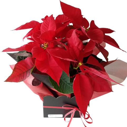 Christmas red poinsettia plant