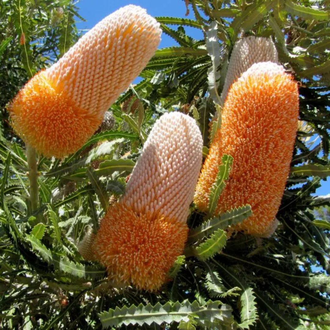 Banksia flower used in rustic native-style flower arrangements