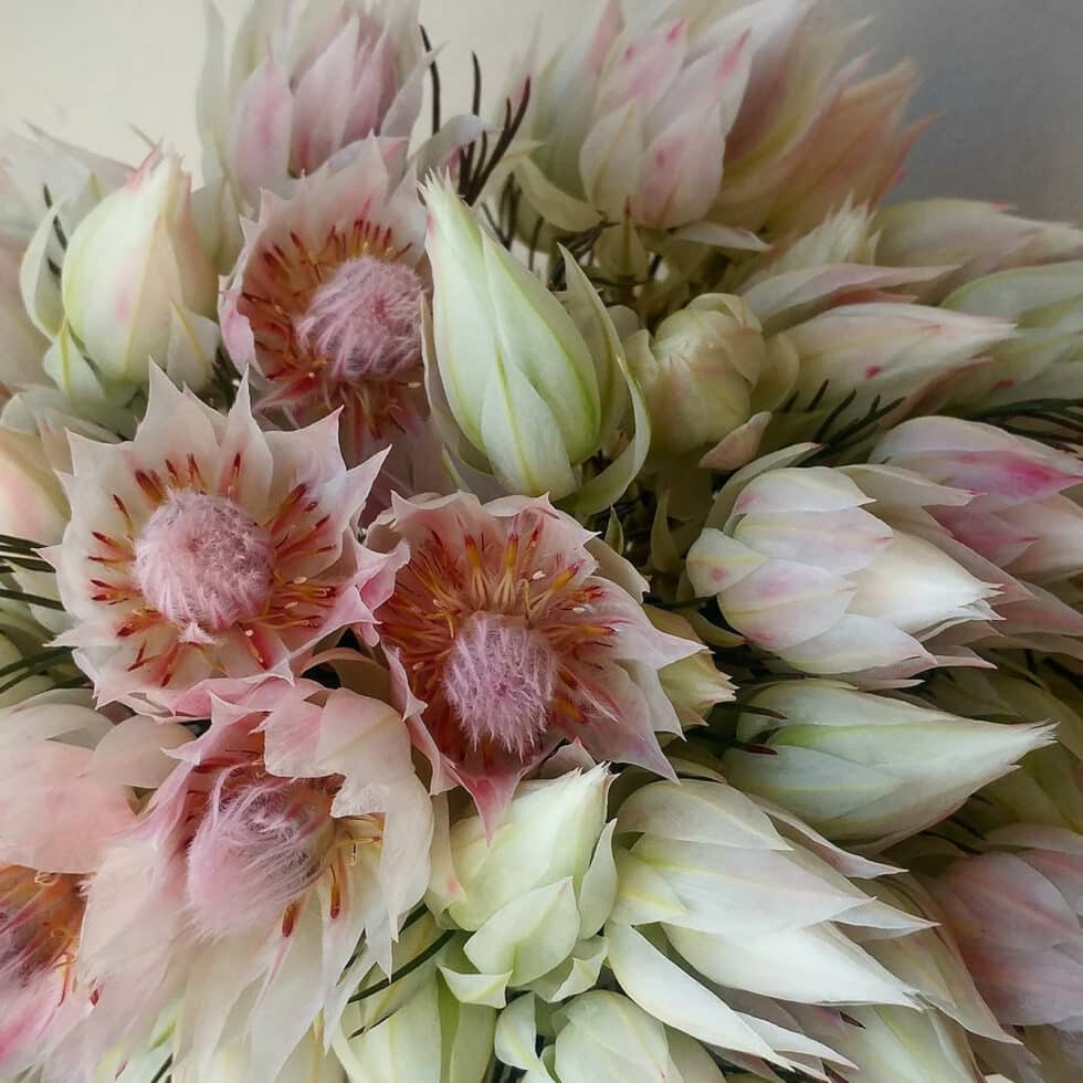 Protea Flower - Blushing Bride