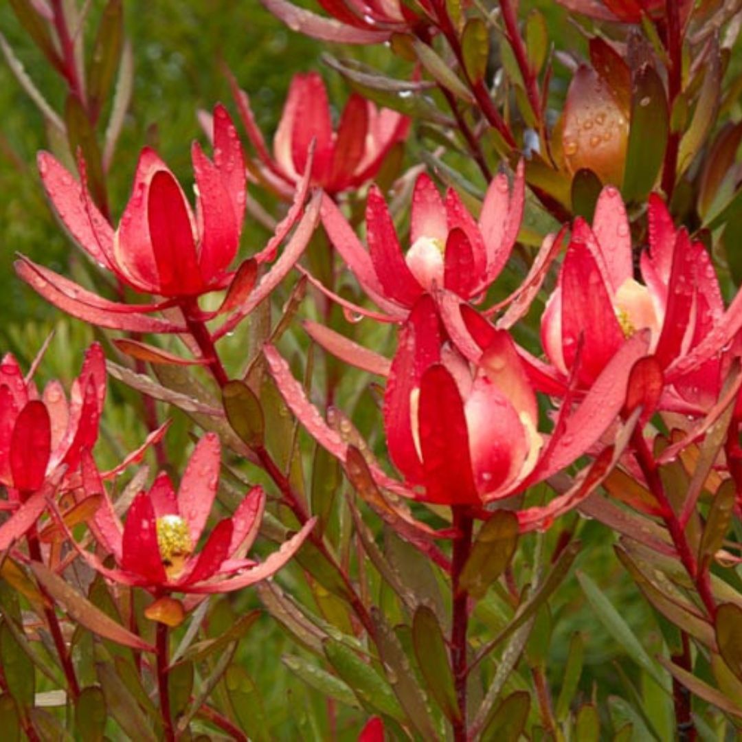 Leucadendron flowers used in textural bouquets and arrangements