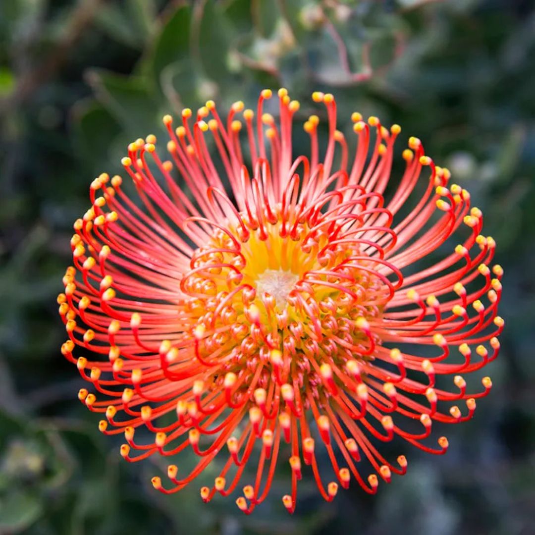 Leucospermum pin cushion flower in orange and red tones