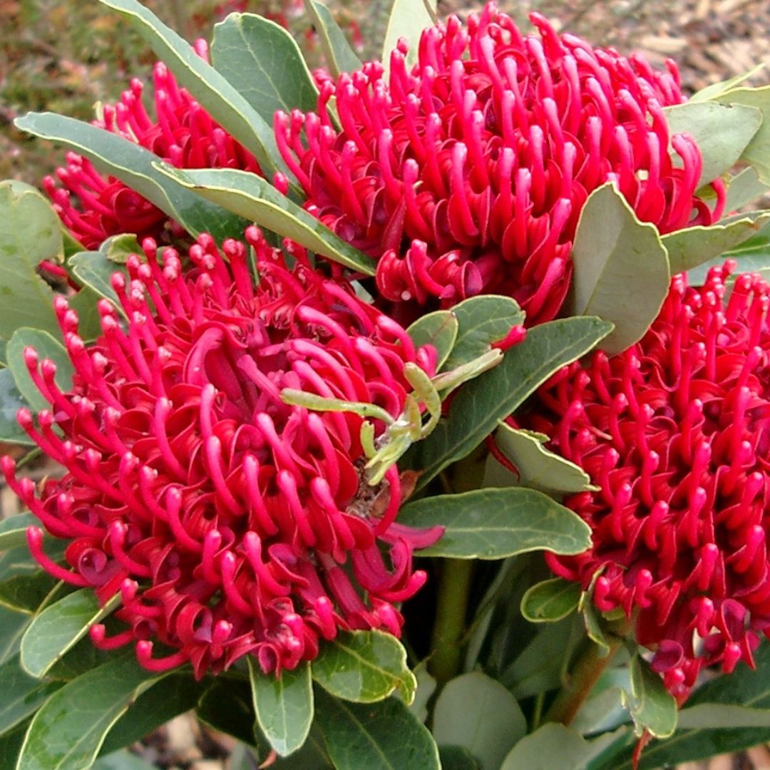 Red waratah flower used in bold textural floral designs