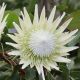 White King Protea Flower