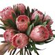 Protea flower - Pink Ice