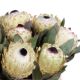 Queen Protea Flower - White Ice
