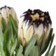 Protea flower - white with black fringe