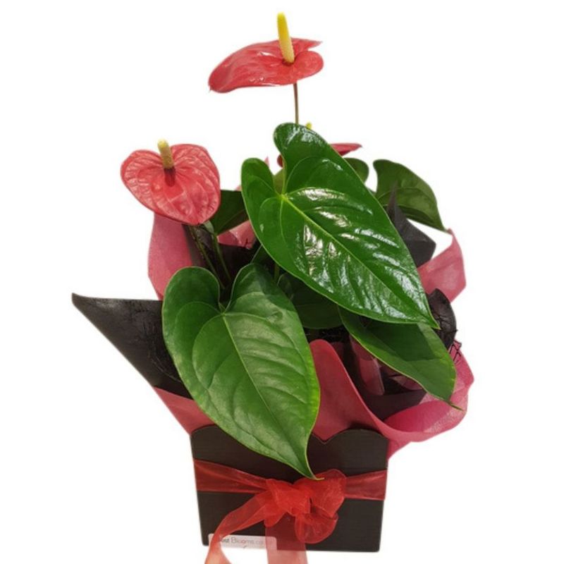 Red Anthurium pot plant in gift box, 