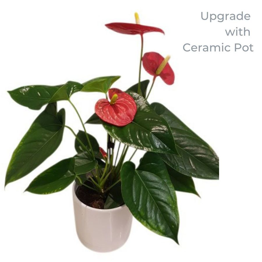red anthurium plants in white ceramic pot