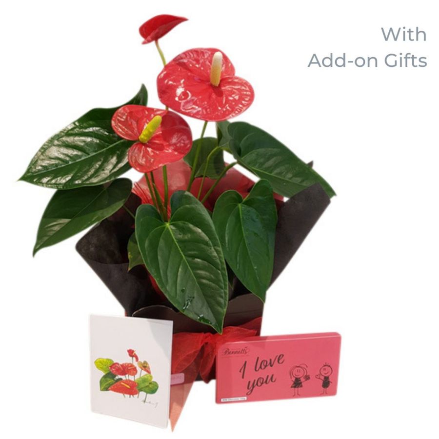 anthurium plant with add on gifts.