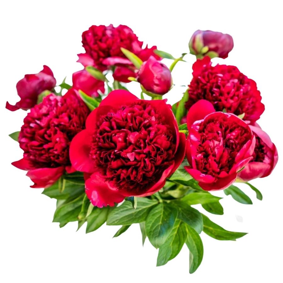 Red Charm Peony Bouquet