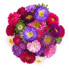 Asters are September birth flowers