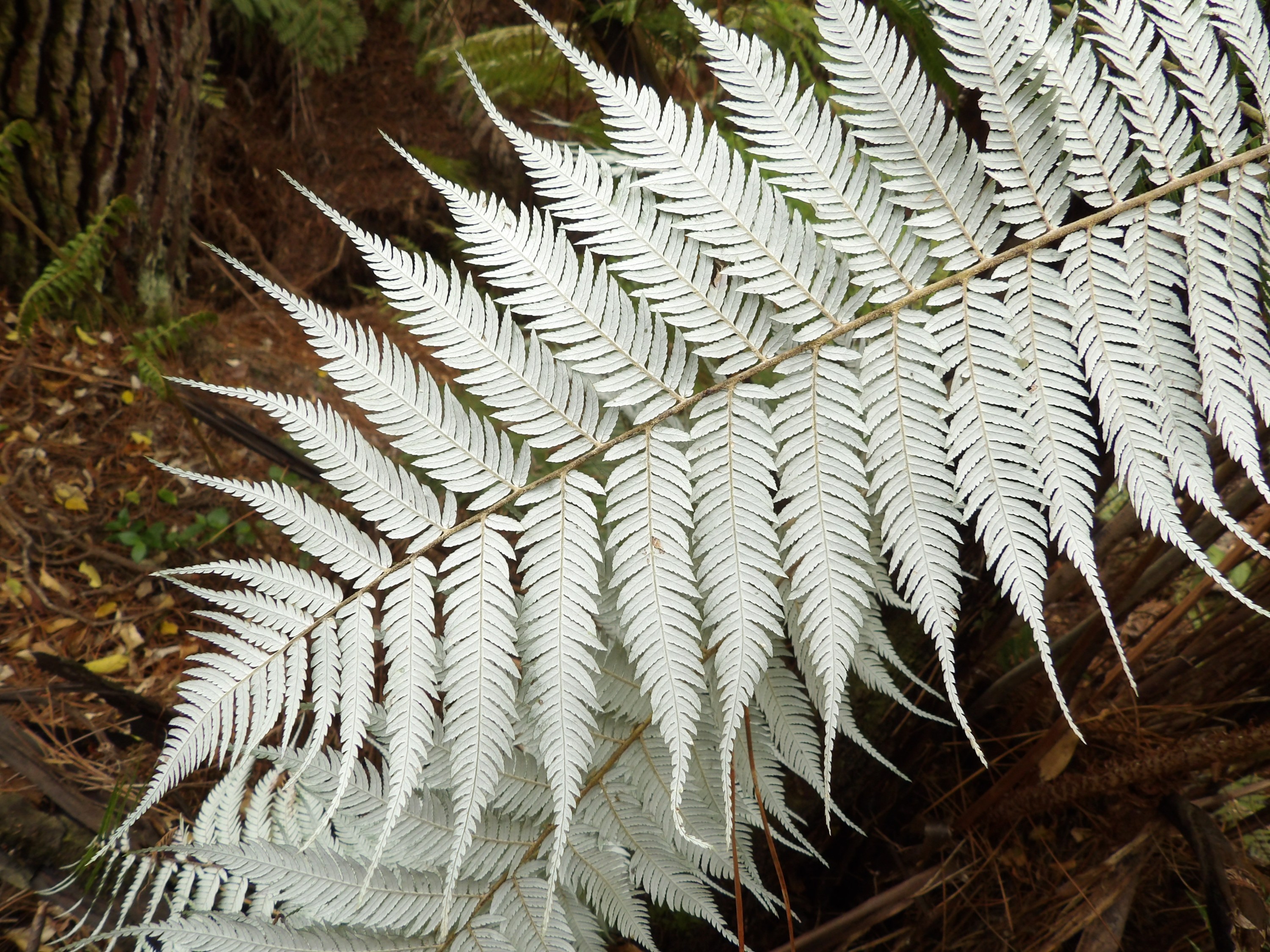 Silver Fern Frond NZ