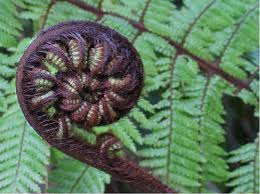 Symbolism of the Koru Ponga unfurling NZ