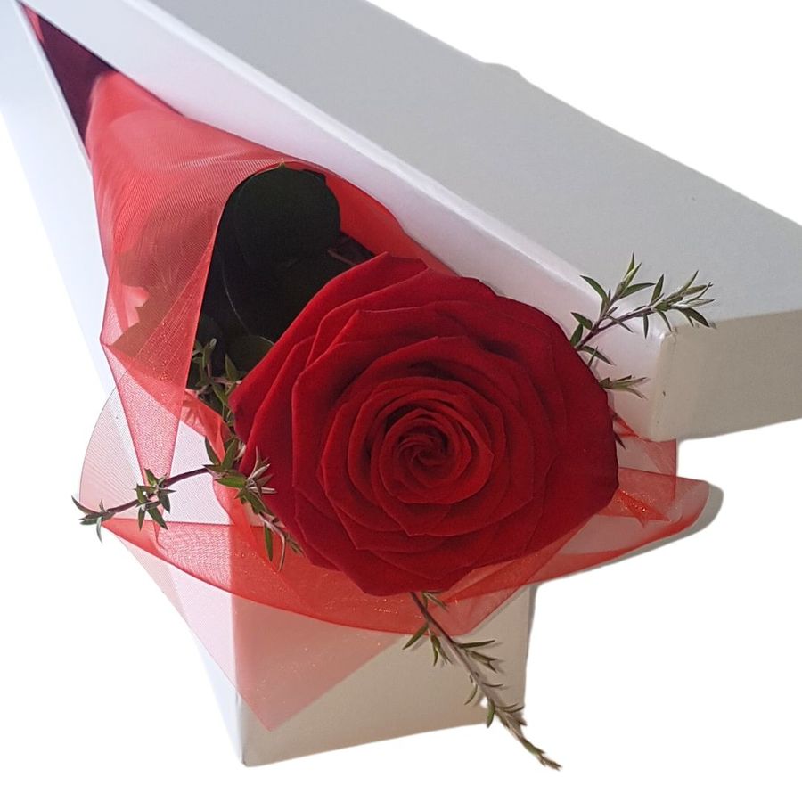 Single Red Rose in a White Gift Box Auckland, 