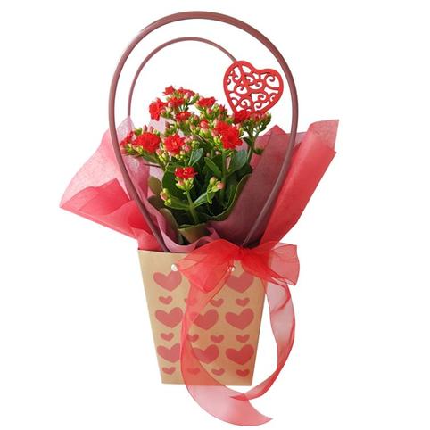 Valentines Red Kalanchoe pot plant in heart gift bag with red wood heart decoration