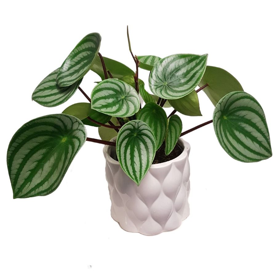 Living green plant gift in ceramic pot